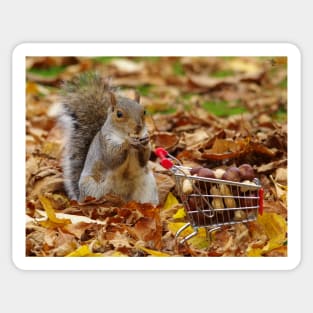 squirrel with shopping cart Sticker